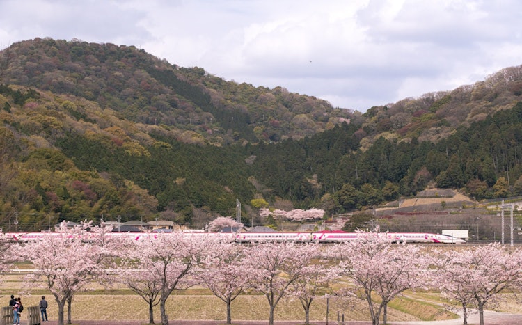 [相片1]一個隱藏的寶石景點，您可以在兵庫縣伊保郡太石町看到新幹線和櫻花這不是射擊鐵，但我😌也很好奇從子彈頭列車上可以看到的櫻花景色。