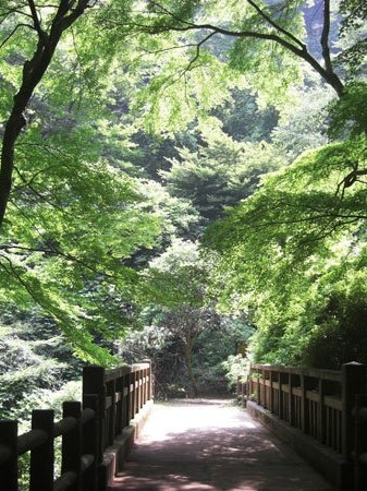 [Image1]【New Green Oyama Golden Week Tourism Information】In the season of fresh greenery, why don't you come