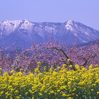 [Image1]In the Chikuma River riverbed, Suzaka City, Nagano PrefectureIn the fields, the flowers of fruit tre