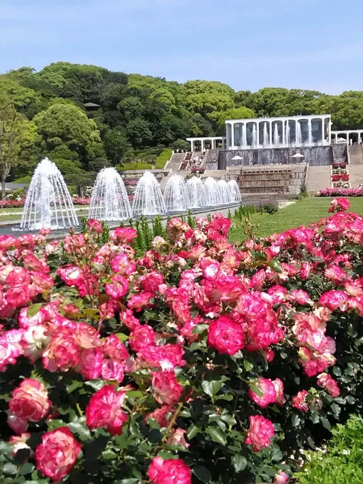 [Image1]Suma Rikyu Park, Hyogo Prefecture. Blue Sora and Lily Marlane 🌸🌸 on a beautiful background were 🌸 be
