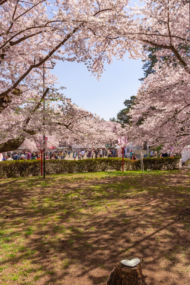 [이미지1]히로사키성은 벚꽃으로 유명합니다. 많은 명소 중 하트 스폿. 올해도 꼭 보고 싶다!