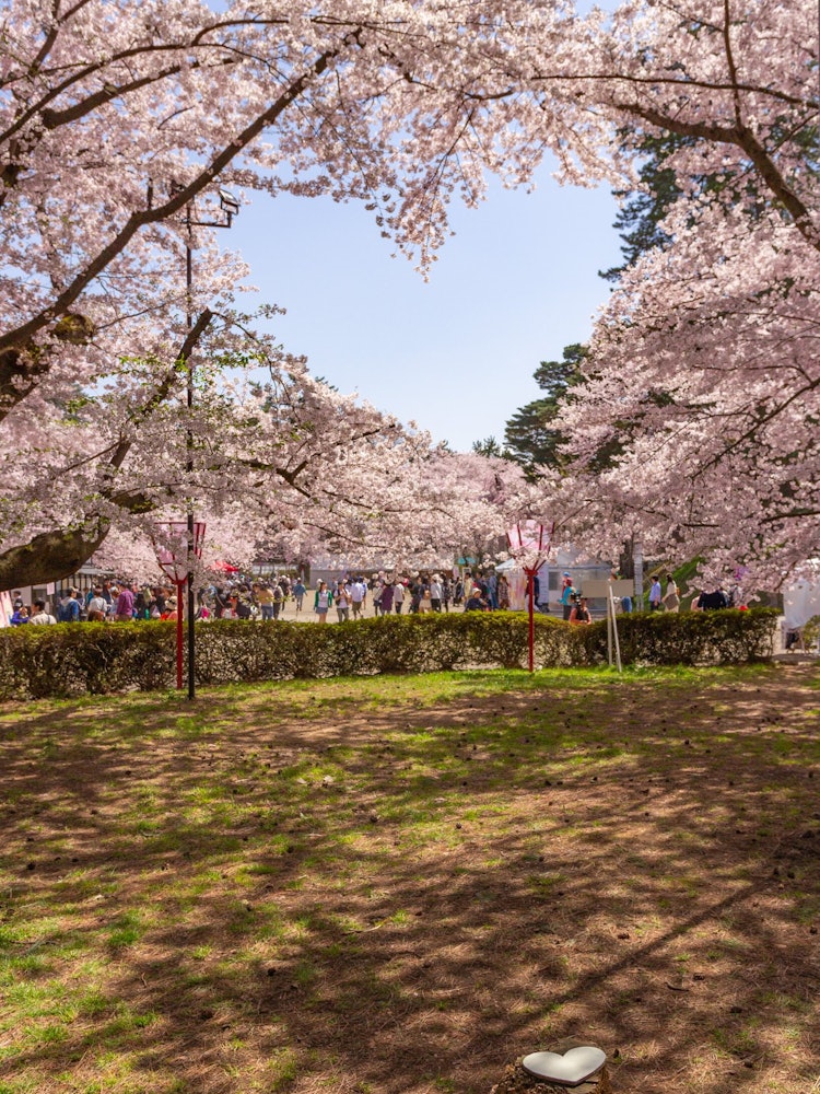 [Image1]Hirosaki Castle is famous for cherry blossoms. A heart spot among many attractions. I want to see it