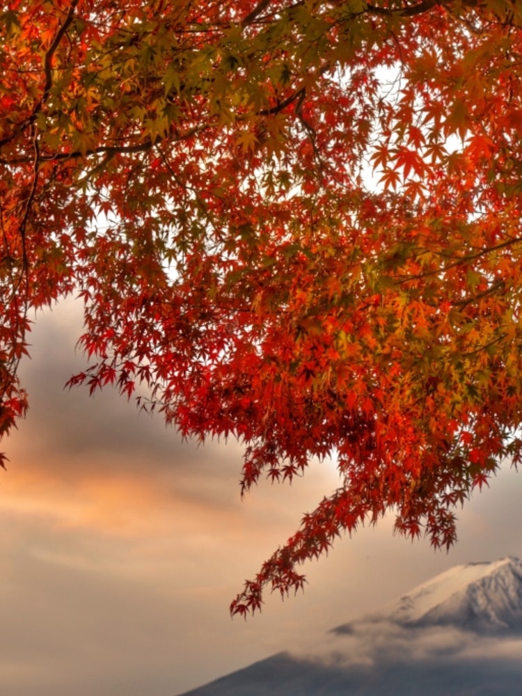 [画像1]河口湖の秋の一枚です🍁紅葉時期は大変な混雑で年々撮りにくくなってしまっています。