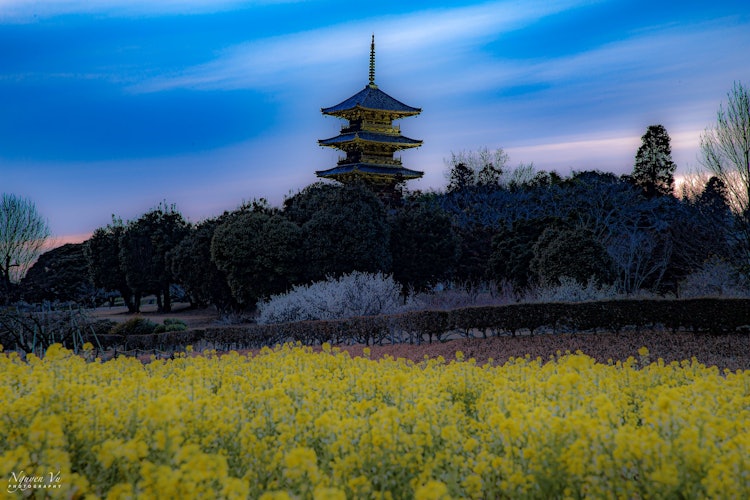 [이미지1]코로나 이후 일본 가볼 만한 곳유채밭 Bichugoku Branch Temple의 5 층 탑의 야경오카야마에 위치2021.3