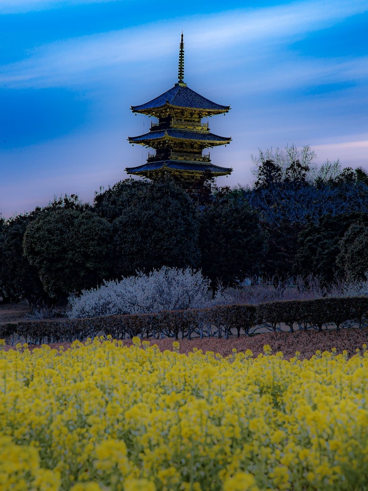 [Image1]Japan places to visit after coronaNight view of the five-storied pagoda of the rapeseed field Bichug