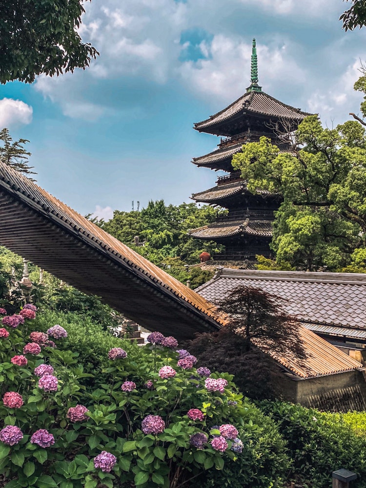 [Image1]Hydrangea and five-storied pagodaDuring the rainy season of Koshoji Temple, a standard composition.S