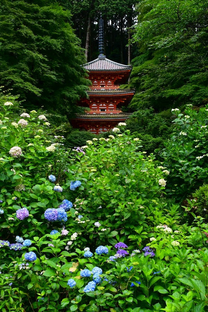 [画像1]京都府木津川市にある岩船寺。 四季折々の花が咲くお寺ですが、紫陽花の季節の景色はまさに絶景✨このお寺に行く日は雨の日の方が素敵です！