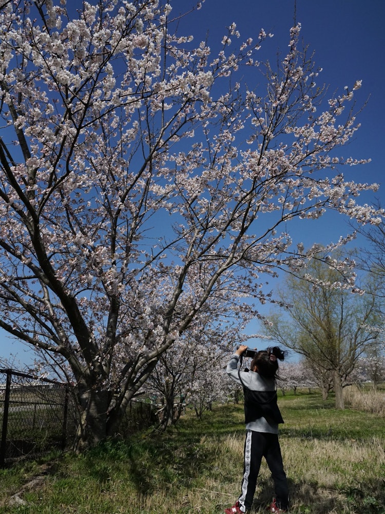 [相片1]沿著瀉湖停車 拚命瞄準櫻花