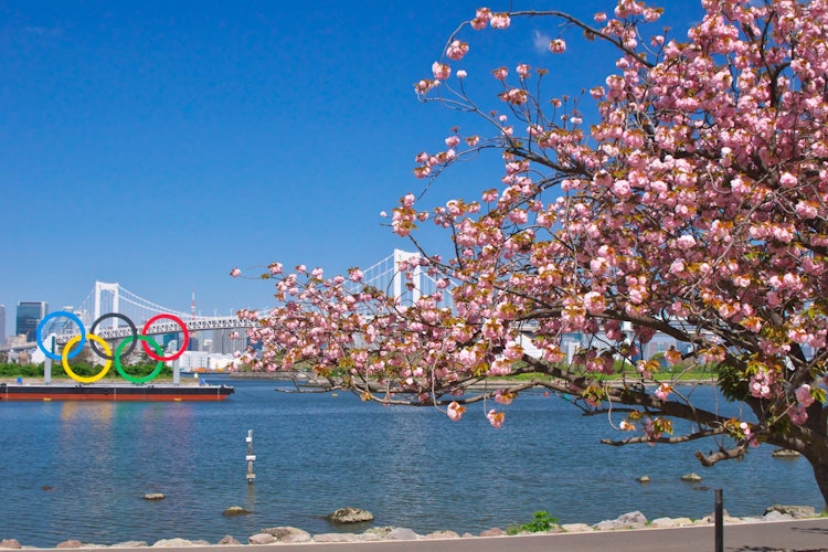 [相片1]櫻花彩虹台場海洋公園晚開的八重櫻花在台場盛開。 和彩虹橋一起非常漂亮2021.4.10