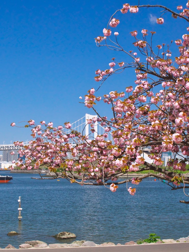 [Image1]Sakura Rainbow Odaiba Marine ParkLate-blooming Yae cherry blossoms were blooming in Odaiba. It was v