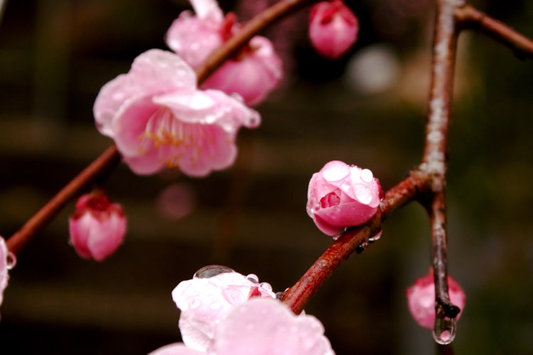 [이미지1]비오는 날 축 늘어진 벚꽃을 찍고 싶어서 갔을 때의 사진입니다.위치: 미에현 쓰시 카와치 캐년새싹과 나뭇가지에 물방울이 맺혀 조용한 세계로 당신을 끌어들입니다.새싹은 꽃을 피울 때