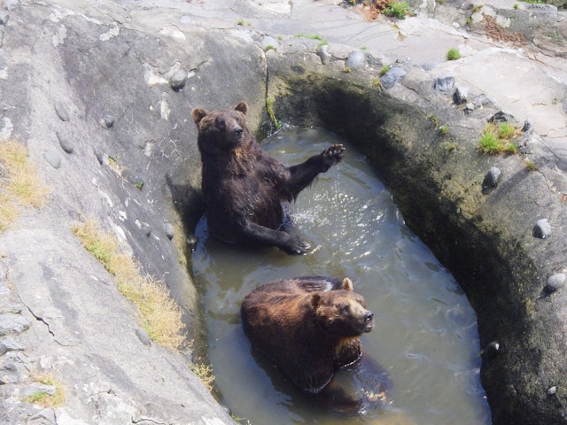 [画像1]クマたちは暑さ対策で池の中からおやつアピールしています！