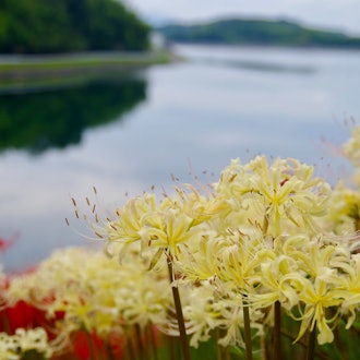 [이미지1]가가와현 미토요시에 있는 다카라야마 호수는 반대편에 있는 유명한 꽃 명소입니다. 입구에 서있는 한 멀리서 불타는 붉은 꽃이 피고 희귀 한 흰색 꽃이 산재 해있는 것을 볼 수 있습니