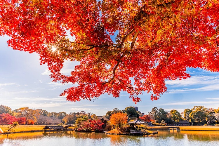 [画像1]岡山市の岡山後楽園は日本三名園の一つ、緑の芝が綺麗な庭園ですが、秋に紅葉した庭園も美しです。