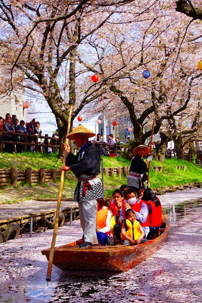 [相片1]这是小江户川越的春天。 这是整个河面上的花筏（埼玉县）