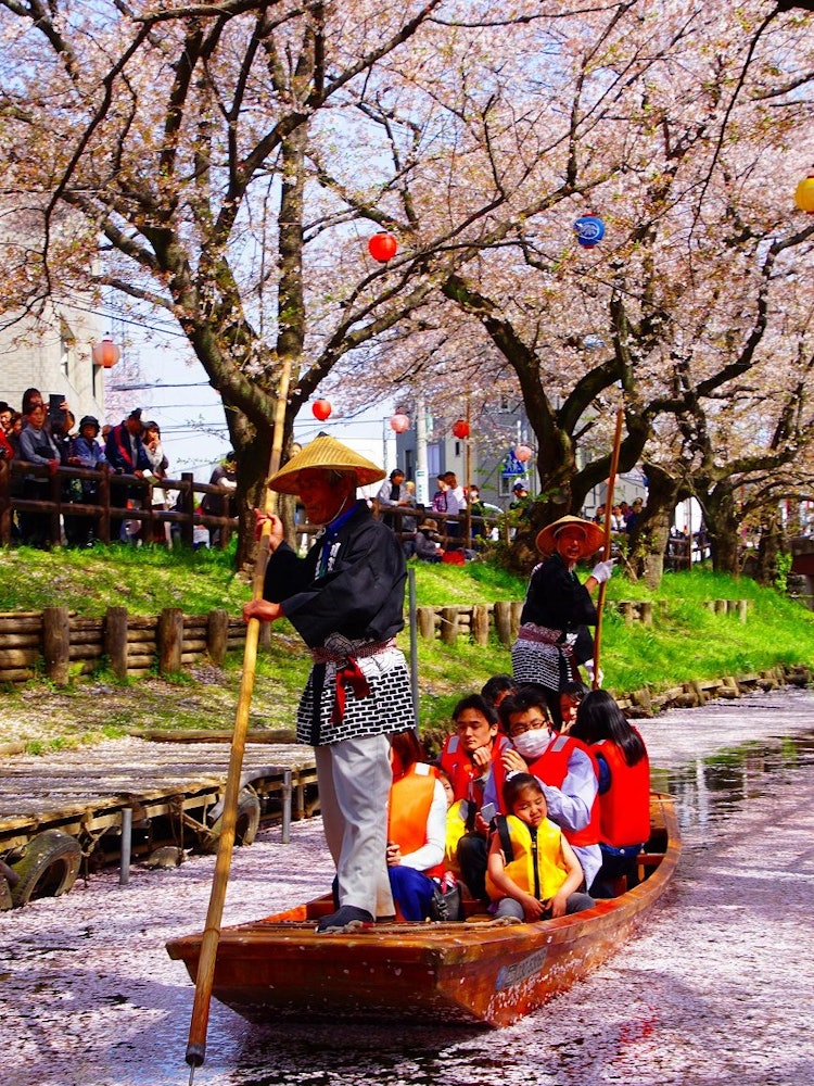 [Image1]It is spring in Koedo Kawagoe. It was a flower raft on the entire surface of the river (Saitama)