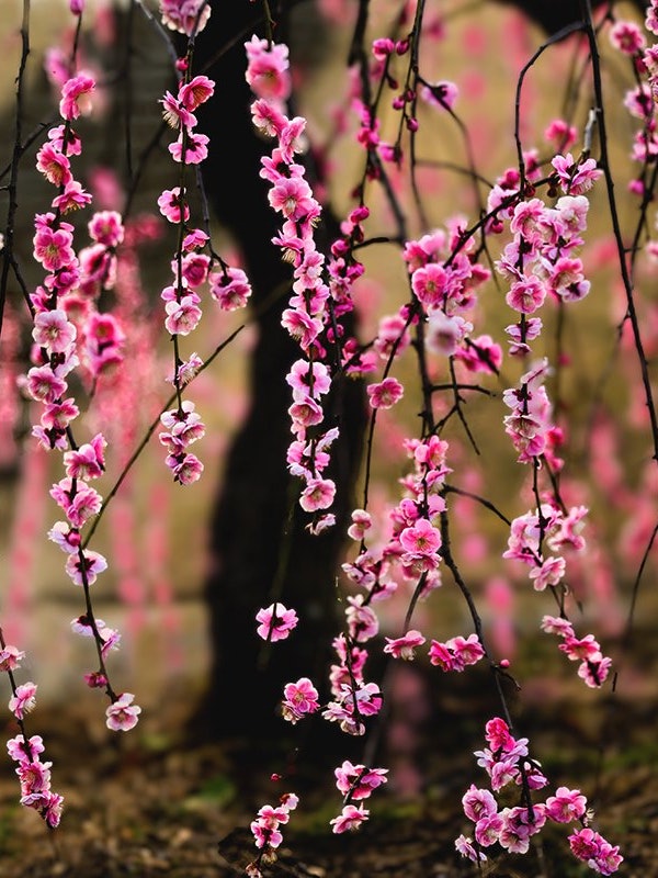 [画像1]岡山市東区の神崎梅園は神崎町の有楽山と呼ばれる丘にあり、隣接する神崎緑地と合わせて２０種類以上約５００本の梅林があり、紅梅・白梅・しだれ梅が楽しめます。