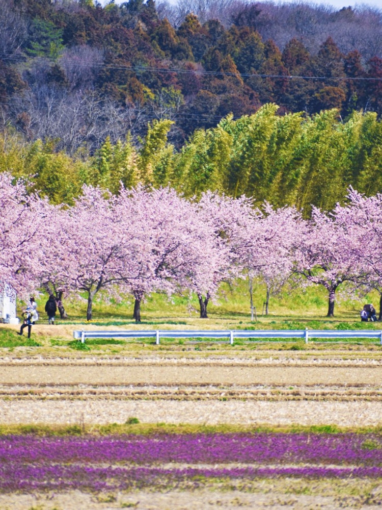 [画像1]埼玉県は東京に隣接しているにもかかわらず、観光客に見落とされがちです。しかし、この県には魅惑的な自然の美しさがたくさんあります。現在、キタ・アサバ・サクラ・ズツミは、その美しさを捉えた写真家のおかげで
