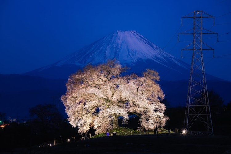 [相片1]这是通过山梨县韭崎市的“鳄鱼樱花”看到的富士山。 梦幻般的富士山和江多岩Zakura在即将到来的黄昏中共同表演，是一个令人惊叹的景象，吸引了观众。