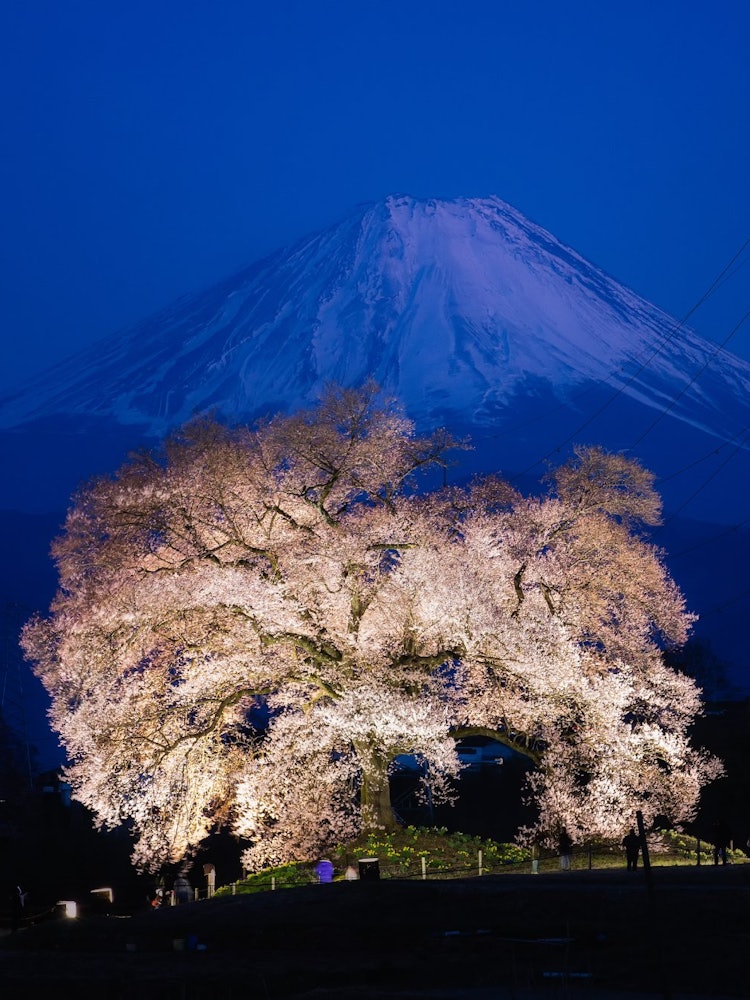 [画像1]山梨県韮崎市の「わに塚の桜」越しに見る富士山です。 夕闇迫る時間の幻想的な富士山とエドヒガンザクラの共演は見るものを虜にする見事は光景です。