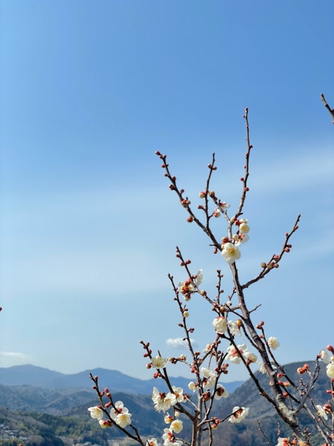 [画像1]静岡県の大仁梅林。 遠くに見えるのは伊豆半島最高峰の万三郎岳（ばんざぶろうだけ 1,406m）、万二郎岳（ばんじろうだけ 1,299m）です。 梅との共演いかがでしょう？