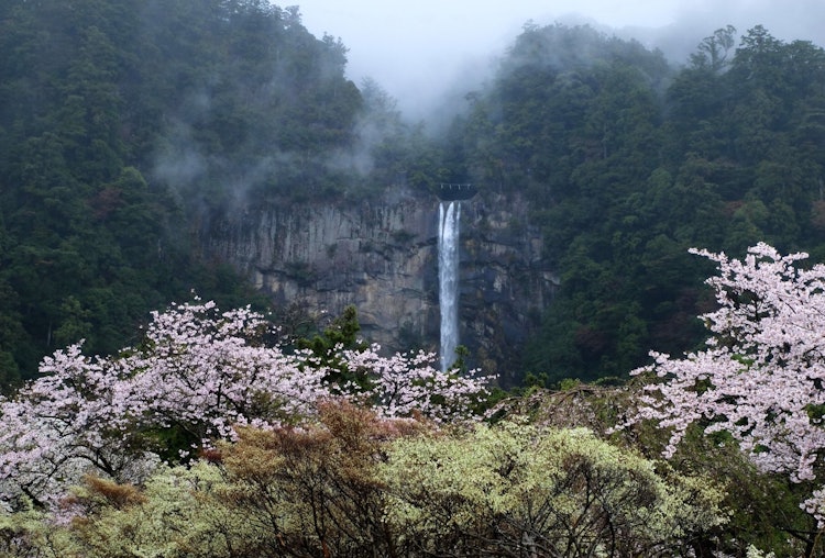 [画像1]和歌山県の那智の滝です。 霧が生む幻想的な風景に魅せられて毎年通っています。