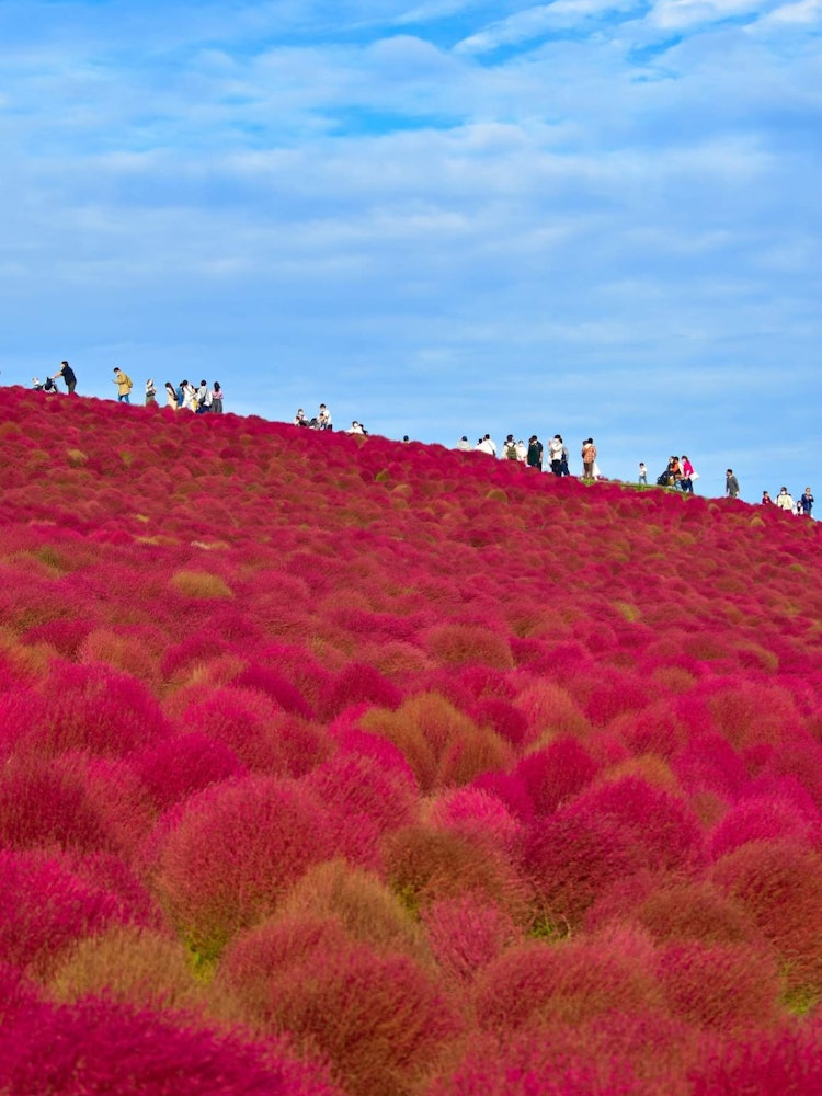 [이미지1]붉은 숲의 계곡이 푸른 하늘에 닿아 관광객들이 자연의 비현실적인 아름다움을 마음껏 즐기는 곳.