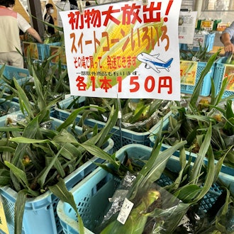 [Image1]【Memuro Town・Ainaaya】The vegetables at 