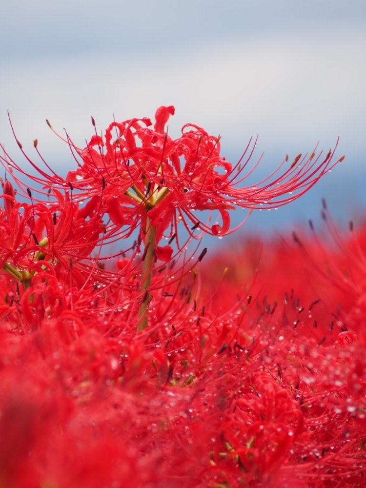 [画像1]雨が降ったあとの花の写真を撮ってみたく、彼岸花がだいぶ咲いていると聞いたので、写真を撮りに行きました。場所は、奈良県御所市にある九品寺です。カメラ初心者なので、どのような構図で撮れば綺麗に撮れるのかな