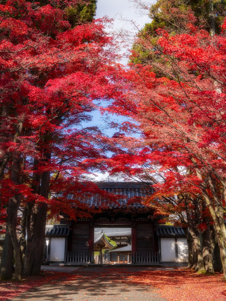 [이미지1]붉은 단풍 나무는 소년 사원에서 아름답습니다.