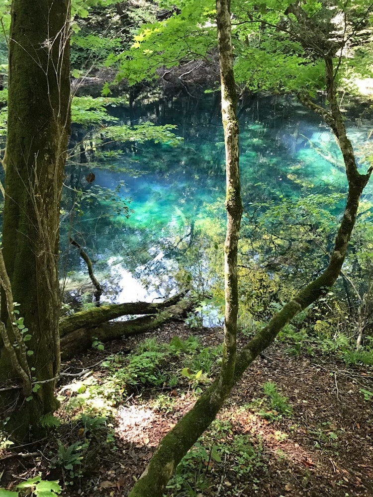 [画像1]青森県白神山地の青池です。 コロナが落ち着いたらぜひ再訪したい場所です。