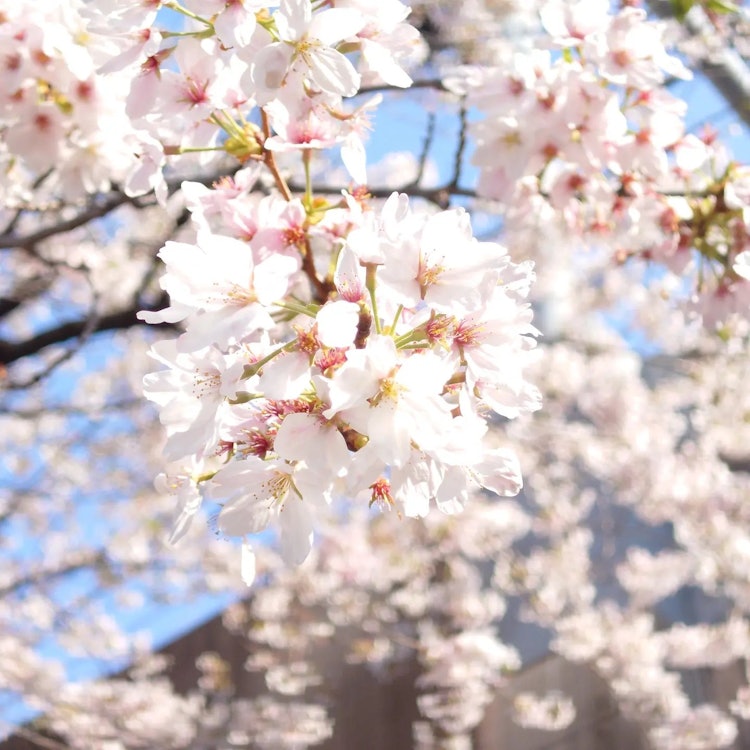 [相片1]我在最近的車站附近的圖書館裡拍了一張櫻花樹的照片！ 我通常只是路過，認為它很漂亮，但當我把相機對準它時，我被櫻花的美麗所吸引。 頭腦清醒地拍照感覺很好！