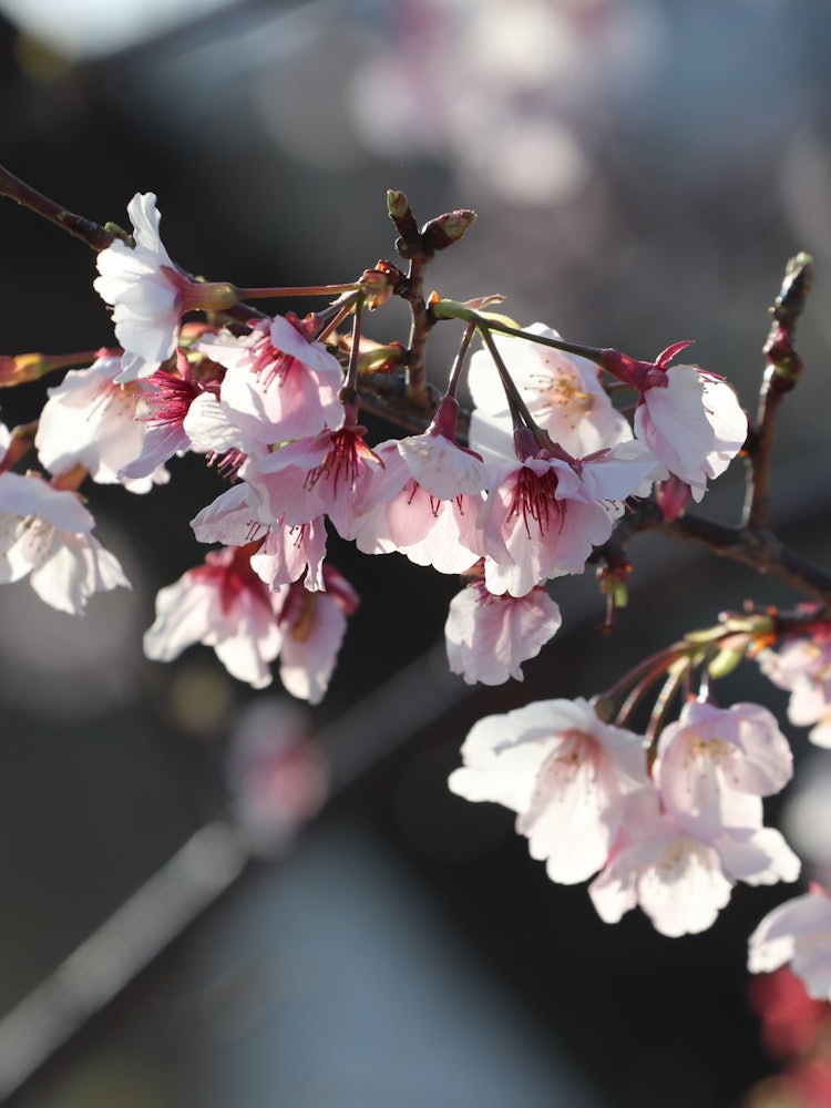 [相片1]在兵库县西宫市的大东公园。这是一种名为“今津红神樱”的冷樱树，于2018年被认证为新品种。摄于2021年3月14日。 高峰已经过去，但它仍然绽放得很漂亮。