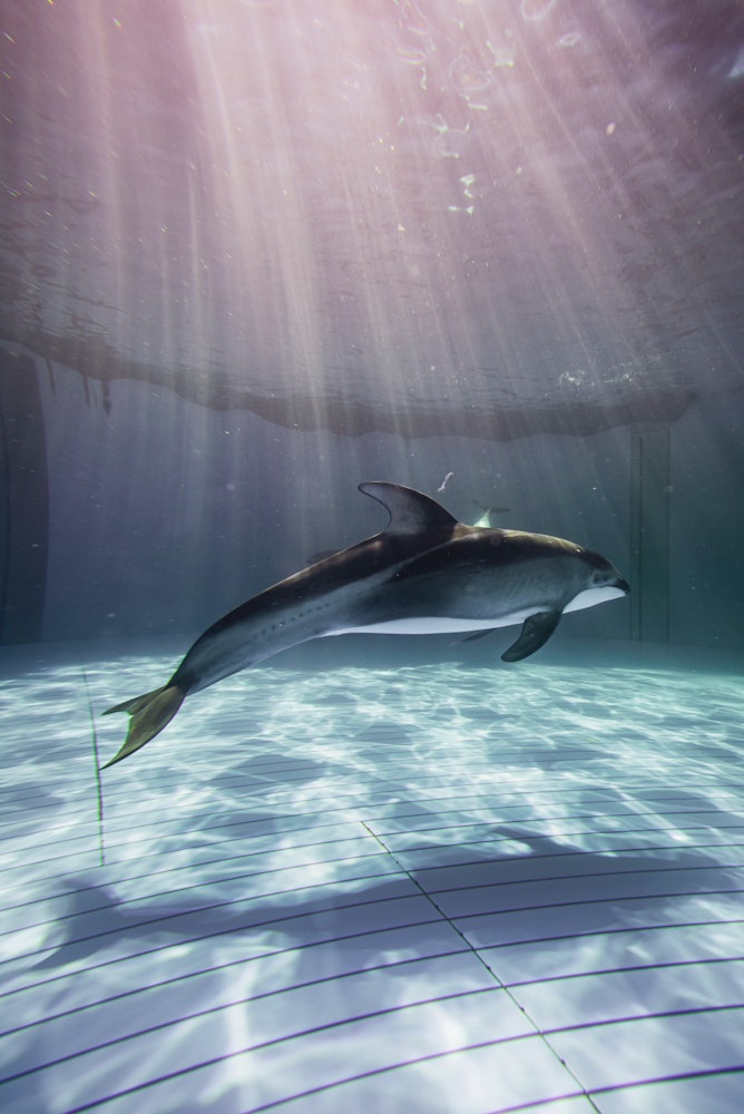 [相片1]鴨川海洋世界的海豚缸。海豚優雅地游泳，彷彿漂浮在空中。