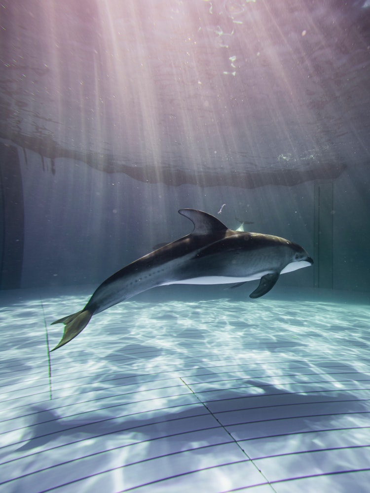 [Image1]Dolphin tank at Kamogawa Sea World.Dolphins swim gracefully, as if they are floating in the air.