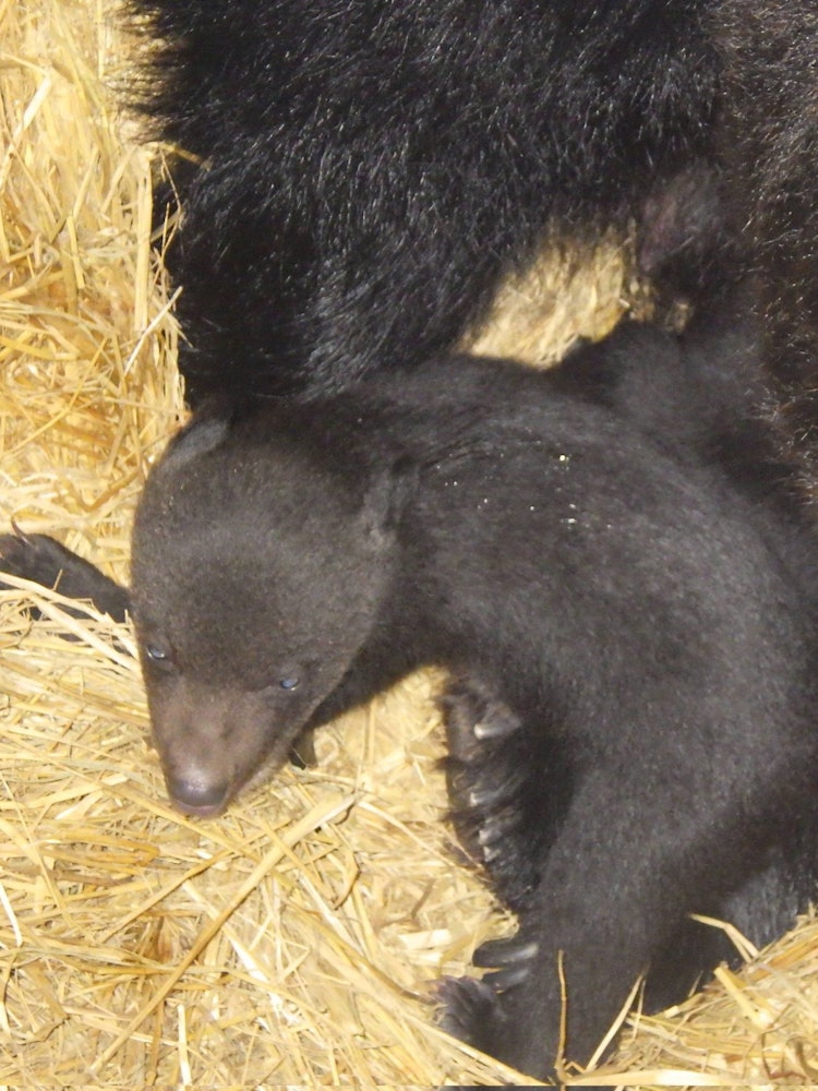 [Image1]Two Marron cubs were born on January 23rd!One of them finally showed up 🐻 yesterdayGrow up healthy!