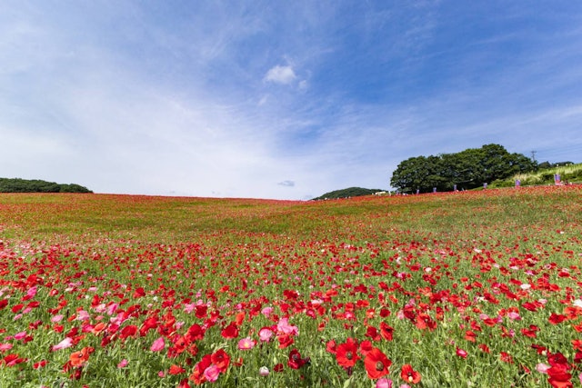 [画像1]埼玉にある天空ポピー畑こちらは、埼玉県にある　　　　　　　「天空のポピー畑」毎年5月頃に標高500mで1200万本のポピーが咲き乱れます。山の上ということもあり、天空に咲いているかのようです😆撮影地　