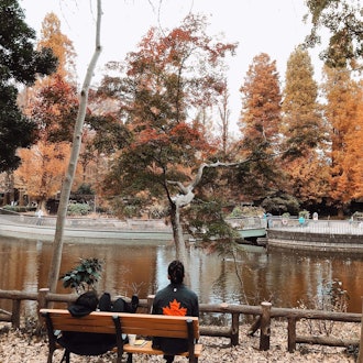 [이미지2]주말에 이노카시라 온시 공원에 갔는데 정말 아름다웠습니다. 나뭇잎은 모두 다른 색이었고 우리는 근처에서 정말 맛있는 음식을 얻을 수있었습니다