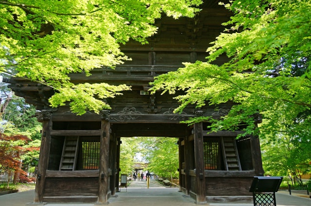 [画像1]東京都世田谷区奥沢 九品仏浄真寺 山門を覆う新緑の美しさに圧倒されます。
