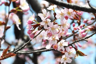 [画像1]🌸市内中心部、出光カルチャーパークの桜が咲き始めました！お問い合わせの多い「緑ケ丘公園金太郎の池」付近は、例年中心部より数日遅れて開花します。 見ごろはもう少し先になる見込みです🌸（画像提供 苫小牧市