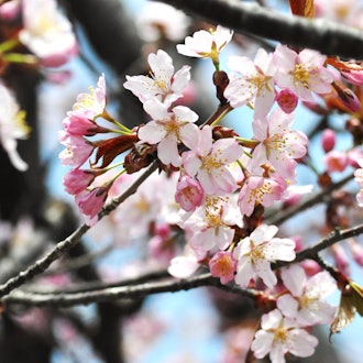 [相片1]🌸 市中心的出光文化公園的櫻花已經開始綻放了！在收到許多諮詢的綠丘公園金太郎池塘附近，每年的花朵開花時間比中心晚幾天。 看到它的最佳時間預計🌸會晚一點（圖片由苫小牧市藝術資料館提供）