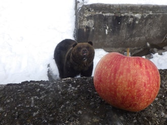 [相片1]今天是翔介的生日 🎂🐻我现在11 🎉岁了我从顾客那里收到的苹果吃得很美味！生日快乐！
