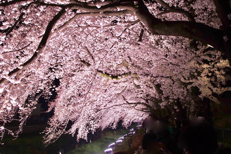 [相片1][拍摄地点] 东京都调布市野川这是野川樱花灯饰2019的照片。它只举行一天，非常有吸引力。由于新的冠状病毒的影响，它在过去两年中已被取消。我们期待再次看到它。