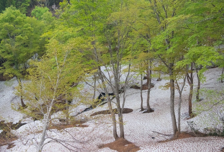 [画像1]新潟県大厳寺高原の春残雪のブナ林は新緑の葉が輝いていました。