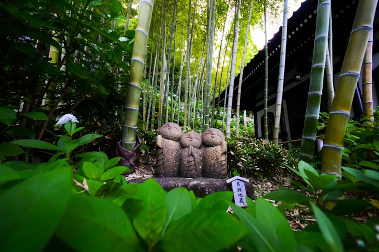 [Image1]Kamakura Choukokuji Temple idol Ryoen JizoGari in the rain, I found Ryoen Jizo in the lush green bam