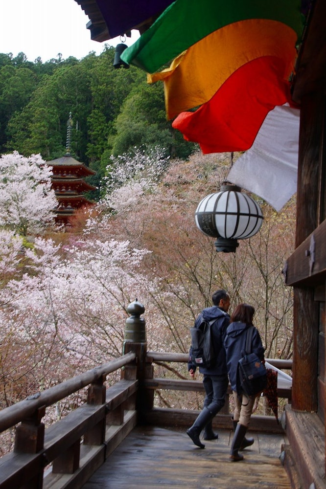 [相片1]這是奈良縣長谷寺的四月。 遠處俯瞰五重塔的山大殿里，一陣大風吹來，散落著櫻花。