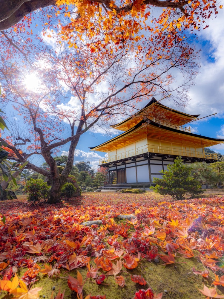 [相片1]京都金閣寺紅葉地毯即使美麗的秋葉落下，美麗散落紅葉季節即使秋天也沒有結束