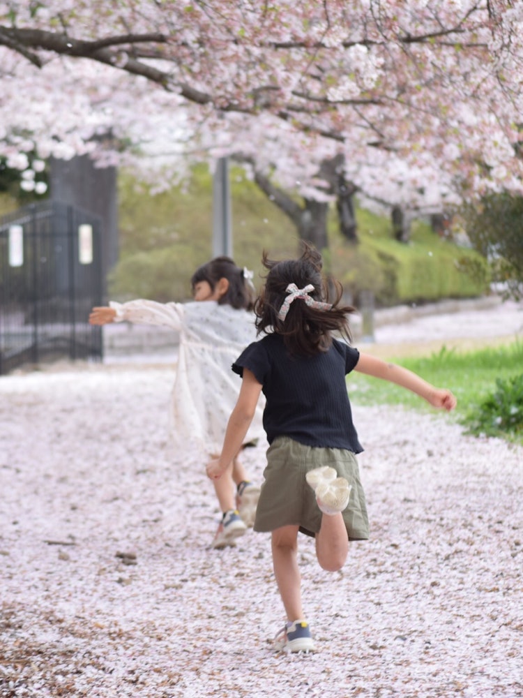 [相片1]只是很多樱花盛开让你想跑。每次踩到它时都会飘动一点的樱花很漂亮。