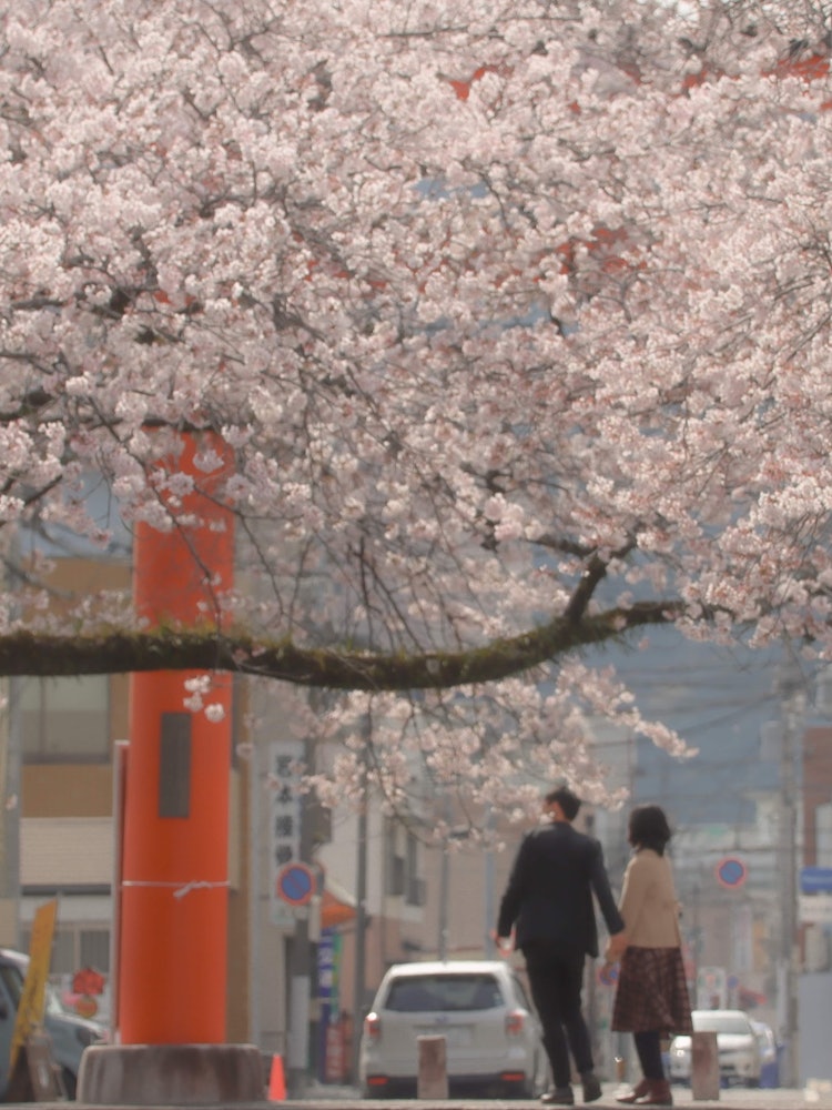 [相片1]今年4月初在靜岡縣的富士宮。自從我開始攜帶相機以來，我每個季節都去過，但今年我能夠拍出好照片。