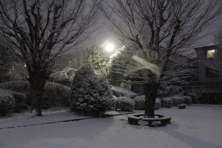 [이미지1]근처 공원에 눈이 내리고 있을 때 이 사진을 찍었습니다.